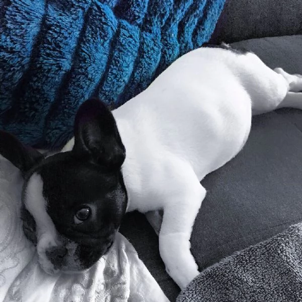 bellissimi cuccioli di french bulldog | Foto 0