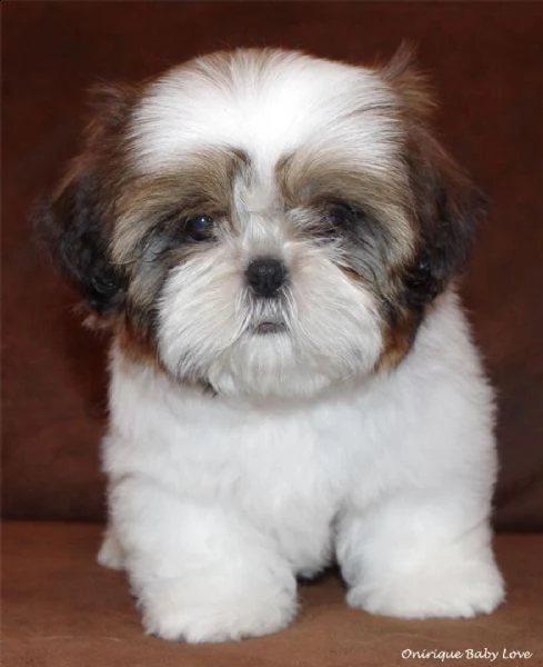  regalo cuccioli shih tzu  avente : primi vaccini, passaporto, libretto sanitario, microchip.  possi