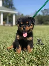 cuccioli di rottweiler ben addestrati