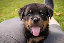 uno dei migliori cuccioli di rottweiler pronto.