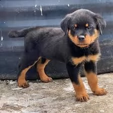 disponibili cuccioli di rottweiler allevati a mano.