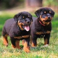 prendi subito i tuoi cuccioli di rottweiler
