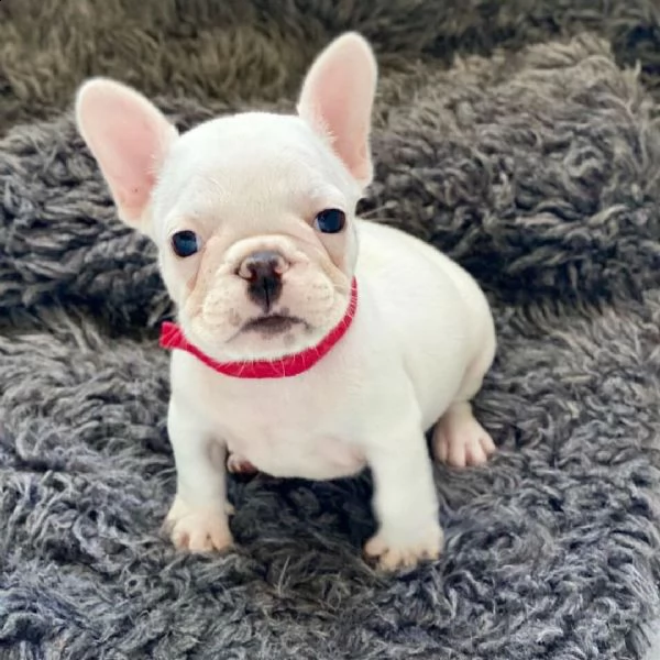 cuccioli di bulldog francese 