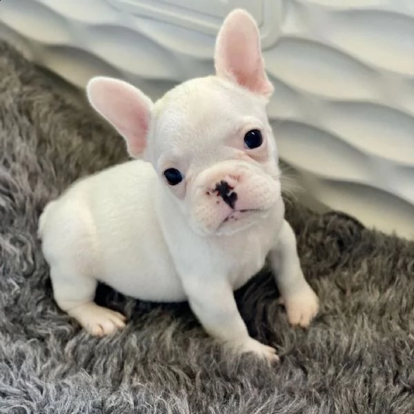 cuccioli di bulldog francese  | Foto 0
