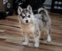 disponibili cuccioli pomsky.