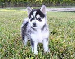 prendi i tuoi bambini pomsky