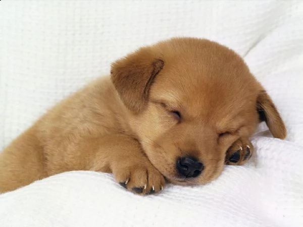  regalo bello labrador cuccioli maschi e femmine