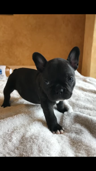 cuccioli di bulldog francese  | Foto 2