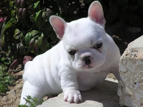 cuccioli di bulldog francese  | Foto 1