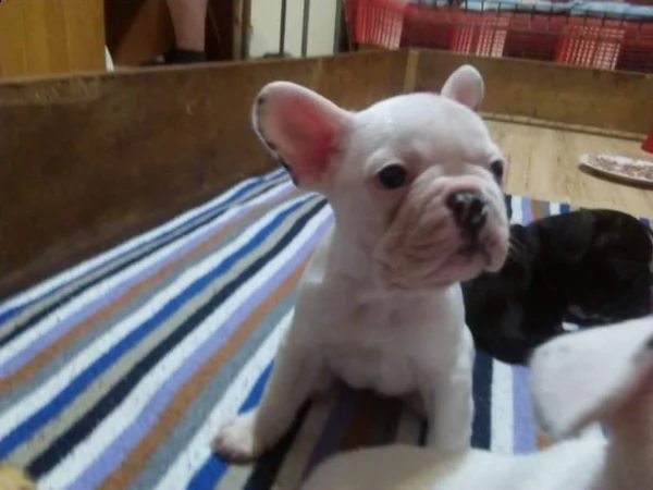 cuccioli di bulldog francese  | Foto 0