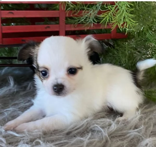  regalo cuccioli di chihuahua mini toy
