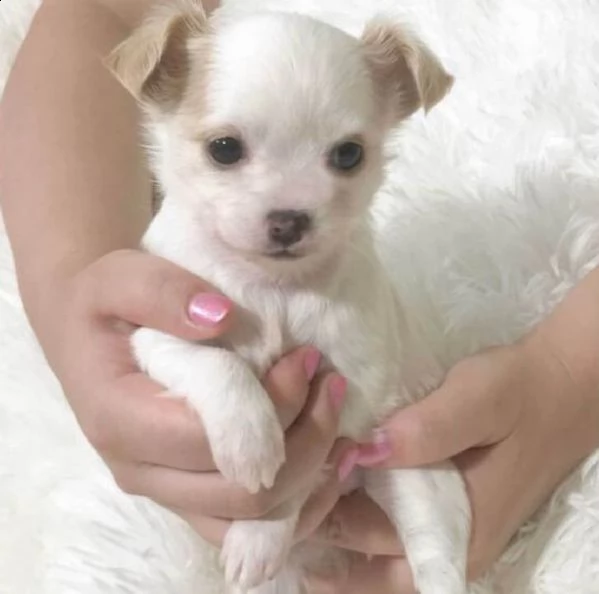regalo cuccioli dolce e bella chihuahua toy