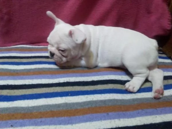cuccioli di bulldog francese  | Foto 1