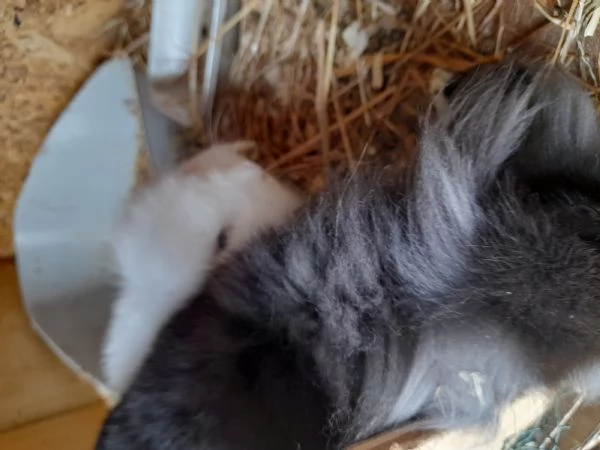 Cuccioli di coniglietti ariete e testa di leone | Foto 2