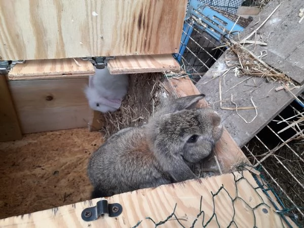 Cuccioli di coniglietti ariete e testa di leone | Foto 1