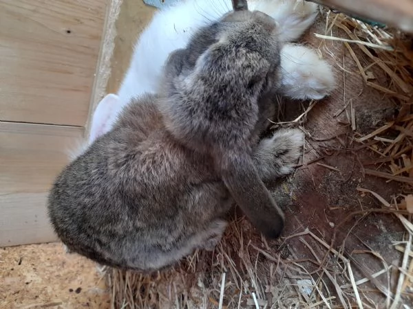 Cuccioli di coniglietti ariete e testa di leone | Foto 0