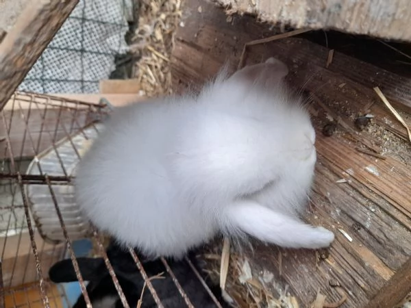 Cuccioli di coniglietti ariete e testa di leone