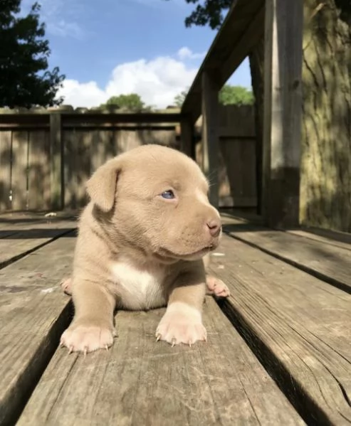  regalo bellissimi cuccioli di labrador .