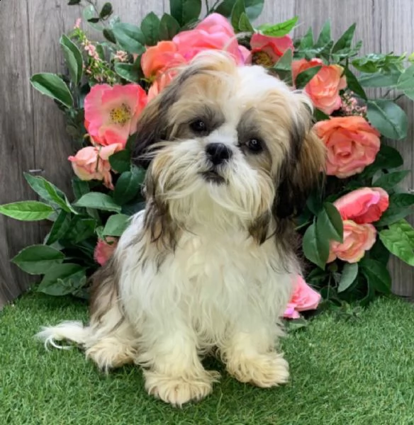 regalo cuccioli shih tzu .