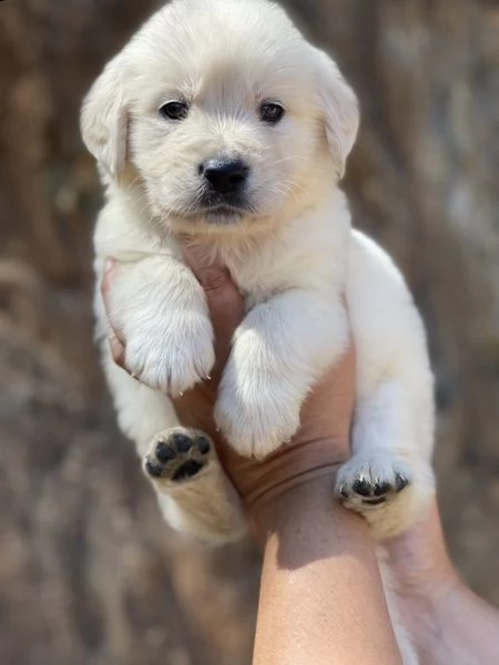  regalo cuccioli labrador .