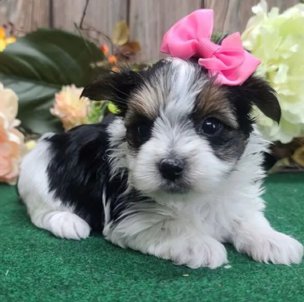 regalo bellissimi cuccioli allevati shih-tzu