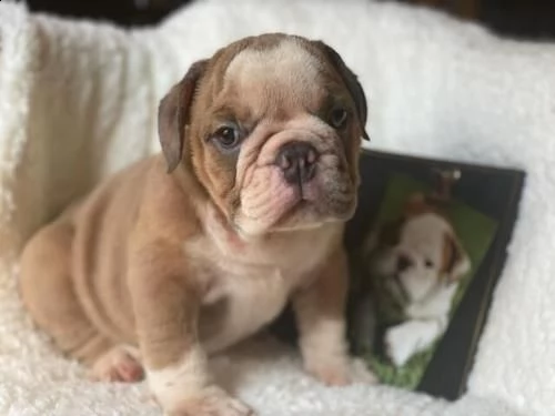 regalo bulldog cuccioli disponible 