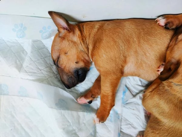 abbiamo disponibili cuccioli di pitbull maschi e femmine. i cuccioli