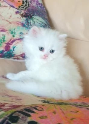 munchkin bianci femmine e maschi