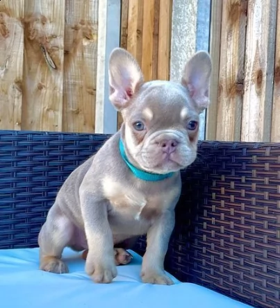cuccioli bouledogue francesi blue