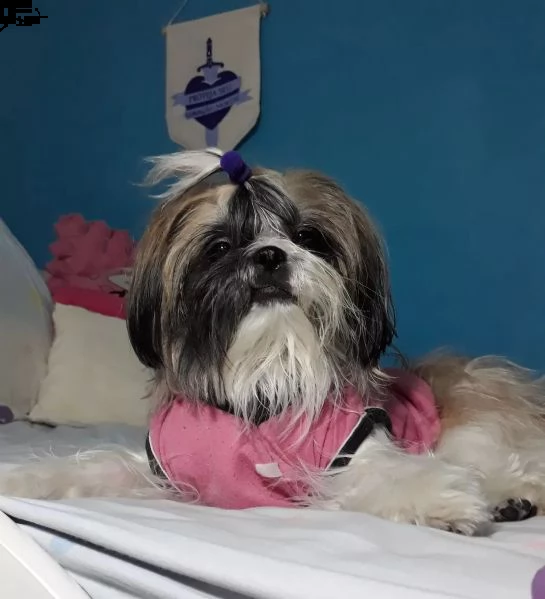 regalo cuccioli shih tzu