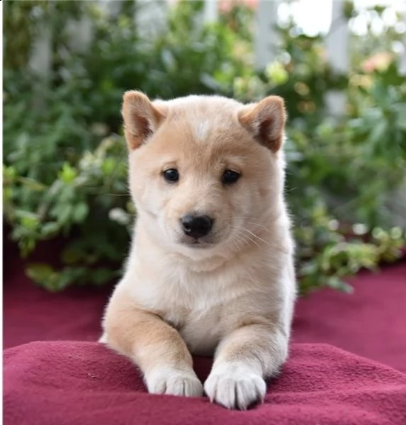 regalo due cuccioli di shiba inu per l'adozione