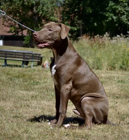 cuccioli di pit bull terrier 