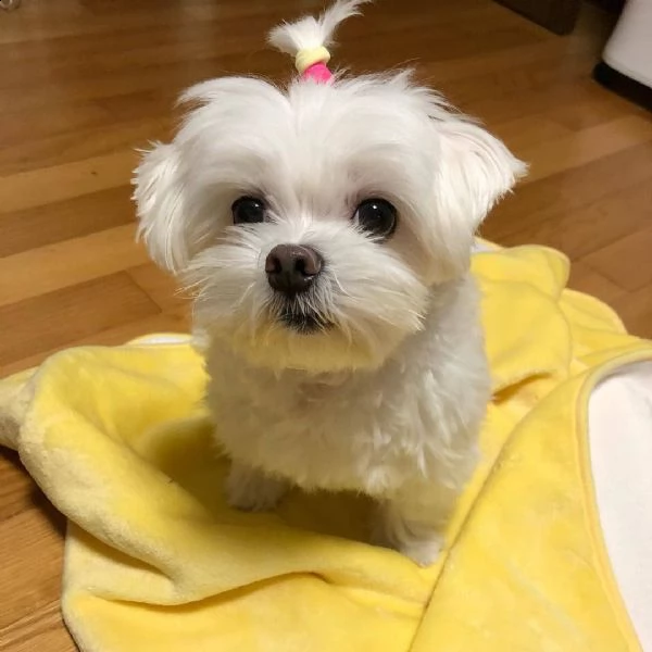  regalo maltese cuccioli meravigliosi ! 