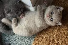 gattini british shorthair maschi e femmine