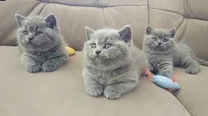 qualche british shorthair pronto per le migliori case