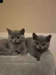 gattini a pelo corto