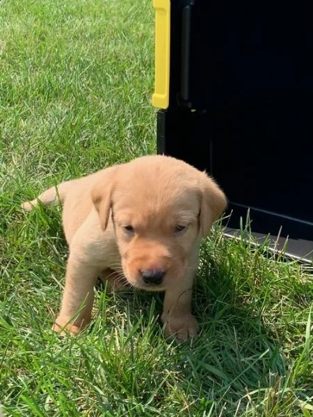 regalo cuccioli labrador .