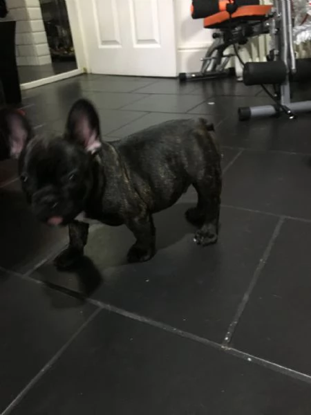 cuccioli di bulldog francese ben addestrati. | Foto 0