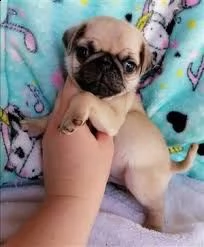 disponibili cuccioli di carlino sani