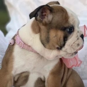 regalo bulldog inglese