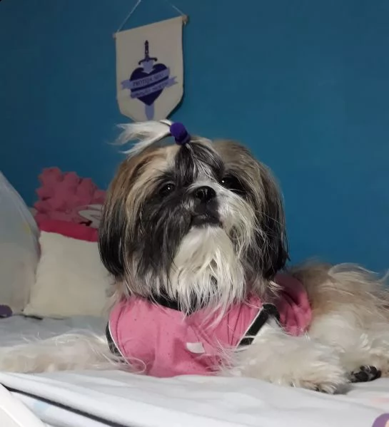 regalo bellissimi cuccioli allevati shih-tzu, colore bianco e nero.