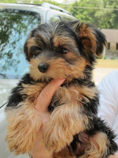 cuccioli di yorkshire | Foto 2