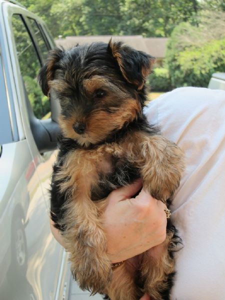 cuccioli di yorkshire | Foto 1