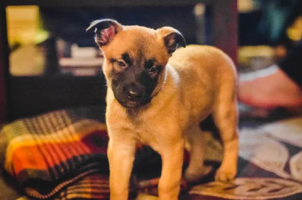 cuccioli di pastore belga malinois 