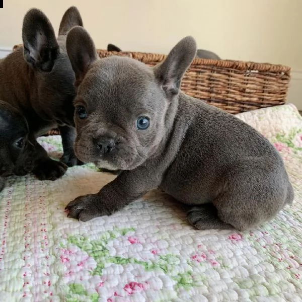 cuccioli di bulldog francesi.   | Foto 0