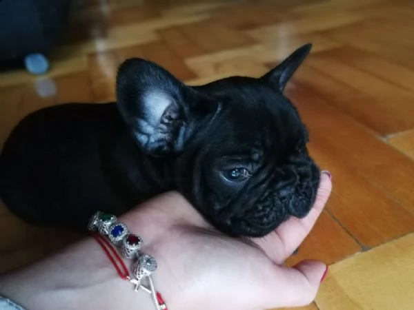 disponibili cuccioli di bulldog francese | Foto 0