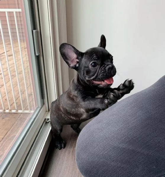 simpatici cuccioli di bulldog francese che amano la famiglia  | Foto 2
