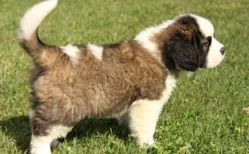 regalo adorabili cuccioli  san bernardo  femminucce e maschietti disponibili gratuita