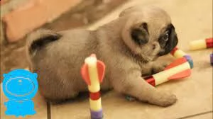 cuccioli di carlino maschio e femmina disponibili ora.