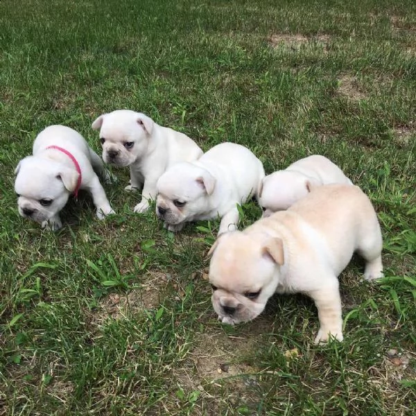 cuccioli di bulldog francese disponibili per la vendita | Foto 1